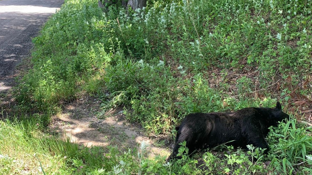 Dead black bear found dumped in Burlington, EnCon police ask public for info – NBC Connecticut