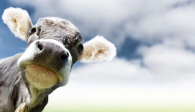 Netizens spiral over IIT Roorkee’s cow urine study, findings reveal potential to fight Chikungunya virus