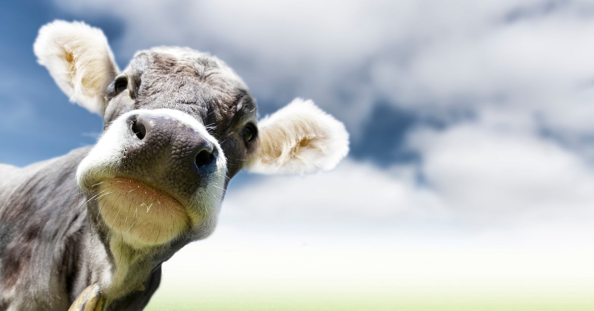 Netizens spiral over IIT Roorkee’s cow urine study, findings reveal potential to fight Chikungunya virus