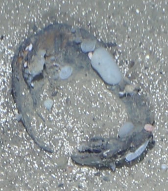Deep Sea New Arctic Ecosystem