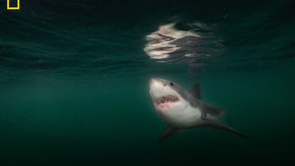 FILE - A juvenile Great White shark, about 3 meters long, swims beneath the surface waters, 15 miles off the coast of Harpswell, Maine, in 2025. (Brian Skerry for National Geographic)