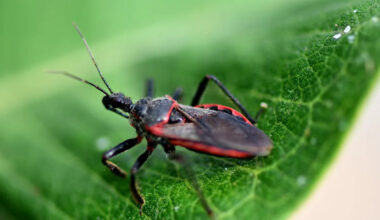 CDC says kissing bug disease is endemic in the U.S., where it can lurk in the heart for decades