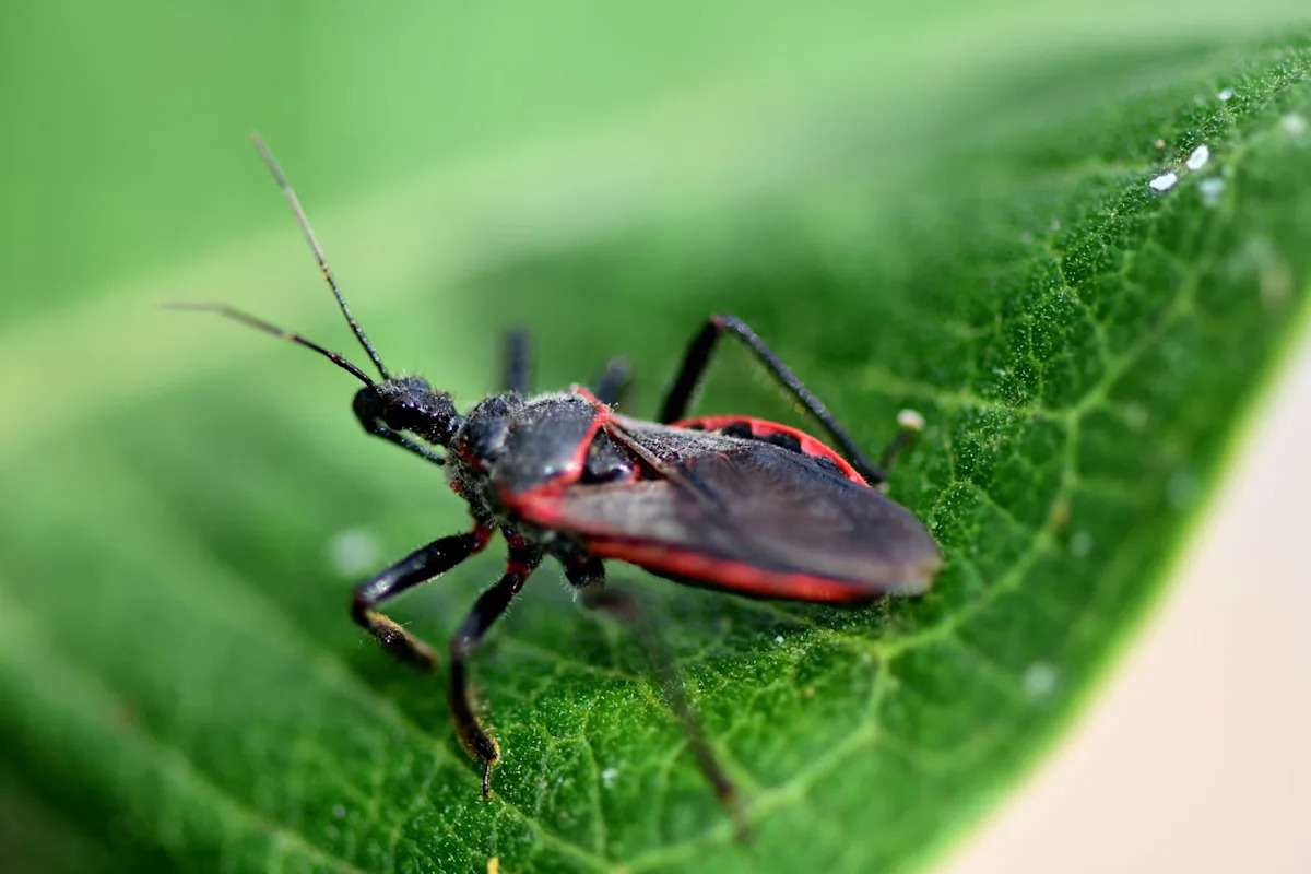 CDC says kissing bug disease is endemic in the U.S., where it can lurk in the heart for decades