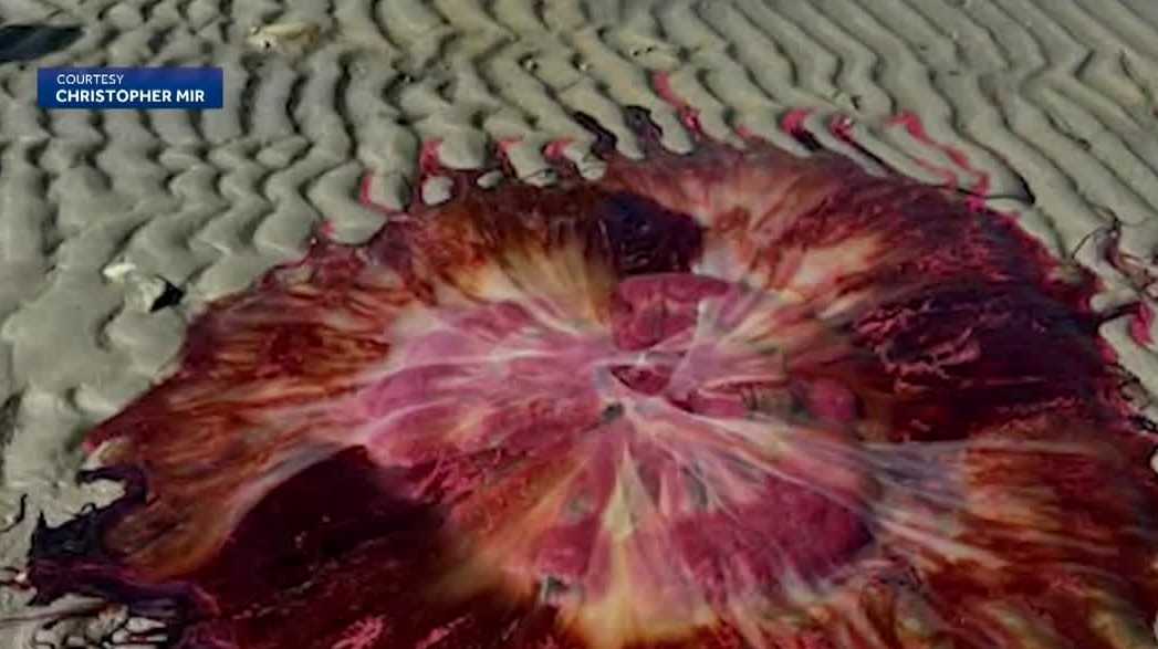 Lion's mane jellyfish return to Gulf of Maine