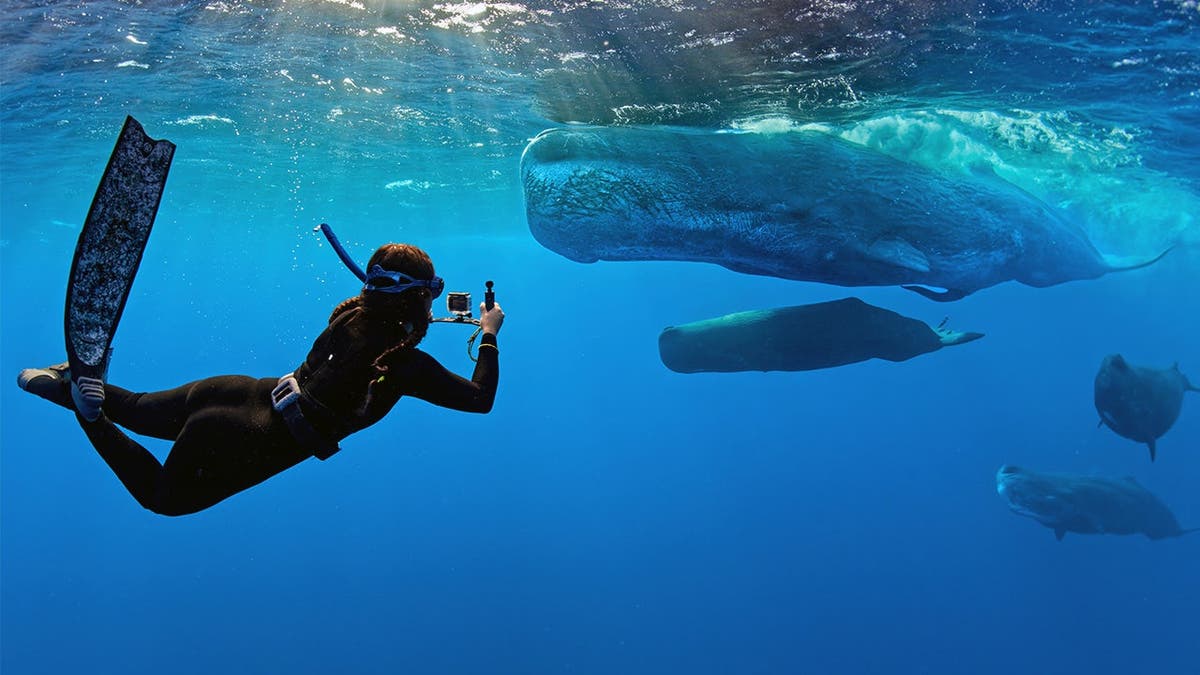 Diver and sperm whales