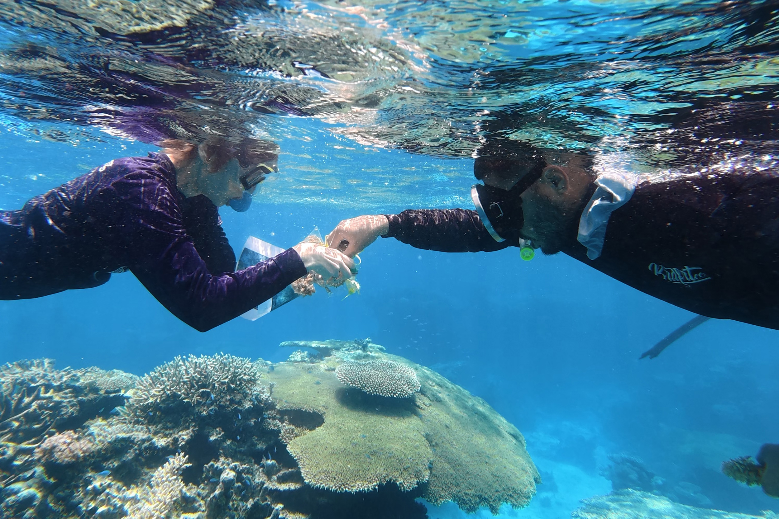 Anne Cohen and AJ Alik work together to collect samples from resilient tabletop corals. Credit: Teresa Tomassoni/Inside Climate News
