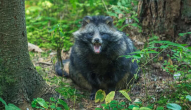 2 daylight raccoon attacks within hours have New Jersey town eyeing rabies pellets