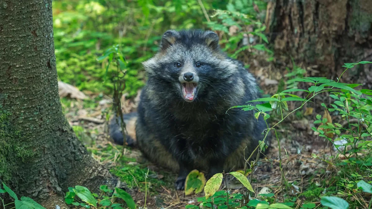2 daylight raccoon attacks within hours have New Jersey town eyeing rabies pellets