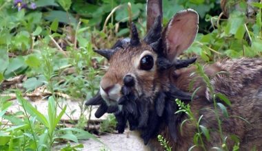 ‘Frankenstein’ Rabbits With Tentacle-Like Growths Are Appearing Across the US