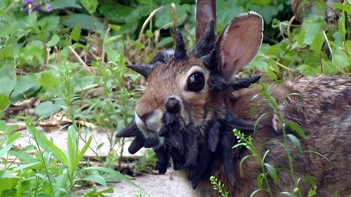‘Frankenstein’ Rabbits With Tentacle-Like Growths Are Appearing Across the US