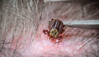 Fourth Person Infected by Emerging Tick-Bourne Disease