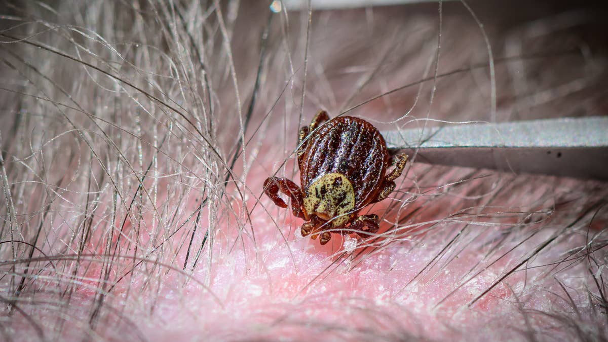 Fourth Person Infected by Emerging Tick-Bourne Disease