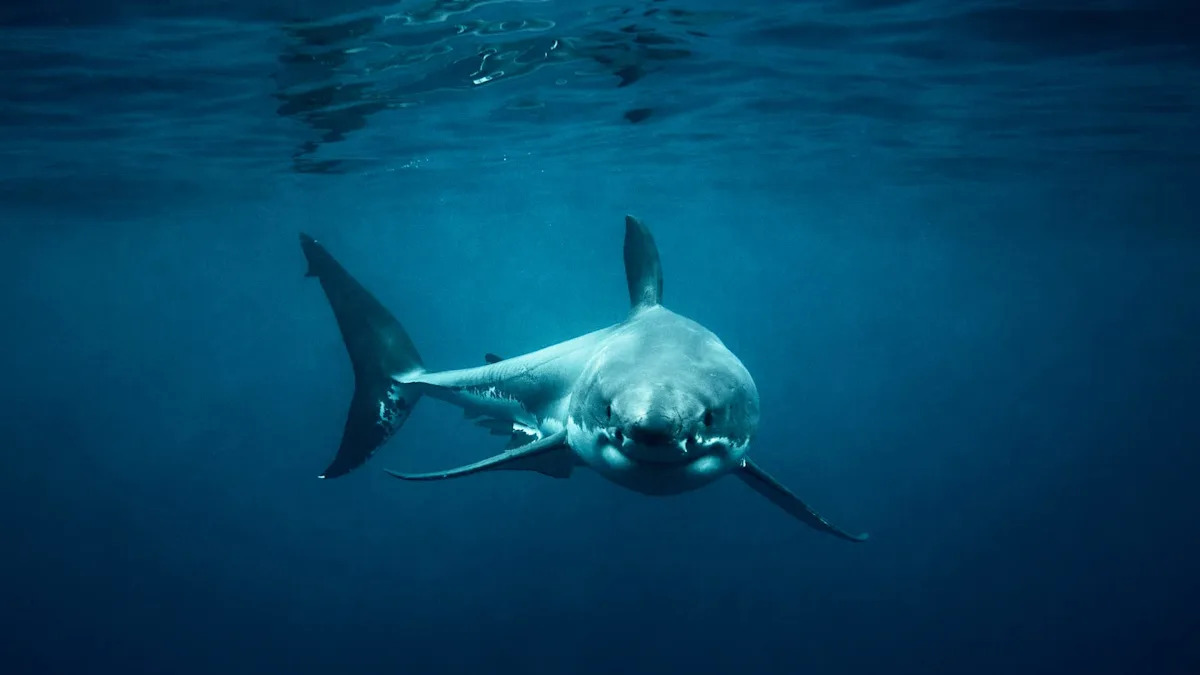 Divers film possible first underwater sighting of a great white shark in the Mediterranean