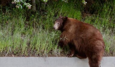 Bear claws 19-year-old's face and chest through window of Crestline home