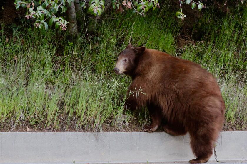 Bear claws 19-year-old's face and chest through window of Crestline home