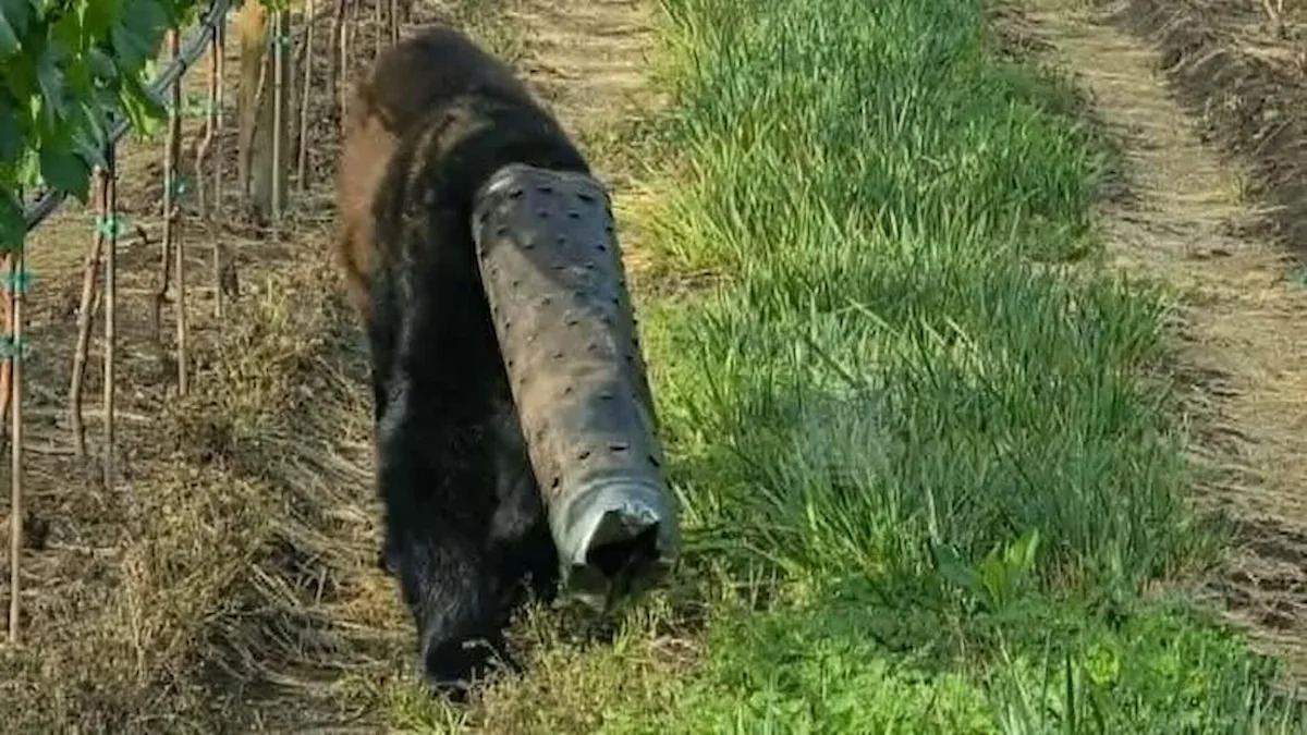 Cyclist crosses the road after chain slips, finds a black bear with a stove pipe on its head