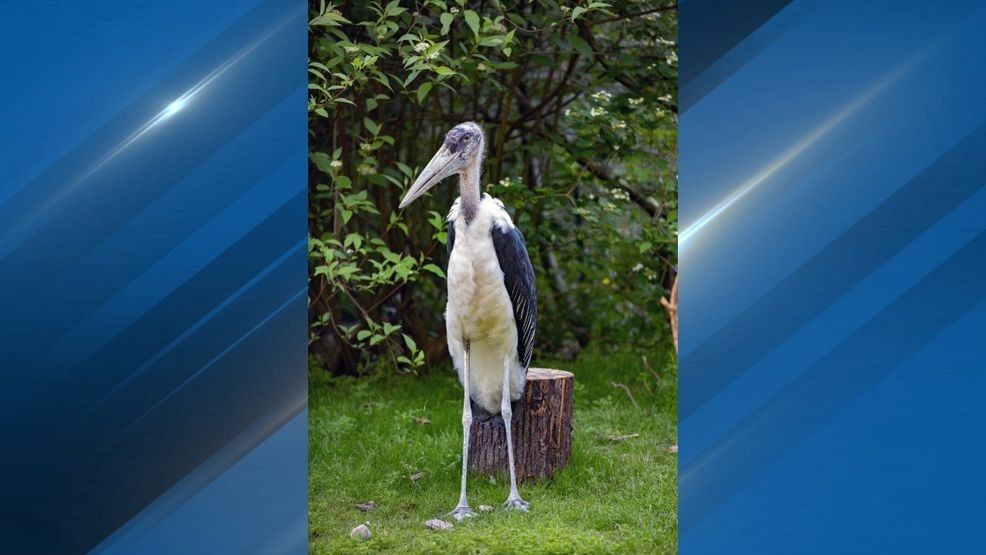 The male, Olaf, 8, and the female, Abigail, 4, are now viewable to the public in the zoo's Temperate Forest across from the maned wolves; they are sharing the same habitat as the zoo’s other new feathered residents—two critically endangered hooded vultures. (Courtesy Jeremy Dwyer-Lindgren/Woodland Park Zoo)