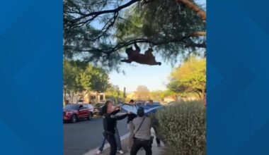 Tranquilized bear falls from tree outside Arizona home