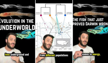 Blind cave fish beneath 3 Southern states may have upended Darwin's view of evolution underground