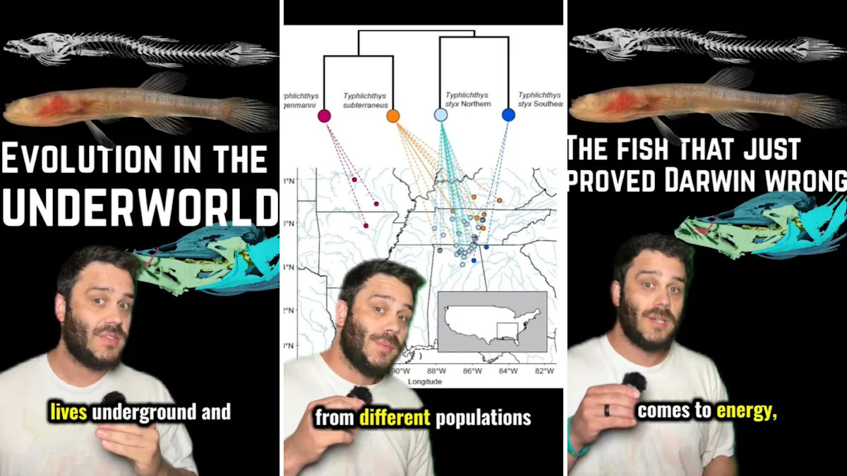 Blind cave fish beneath 3 Southern states may have upended Darwin's view of evolution underground