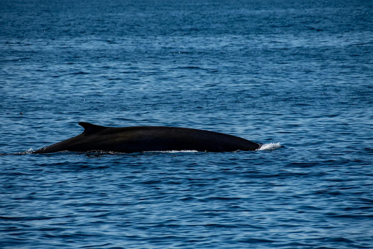 Dead endangered whale discovered on bow of cruise ship in Alaska dock