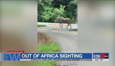 Watch: Loose African antelope's presence in Louisiana a mystery