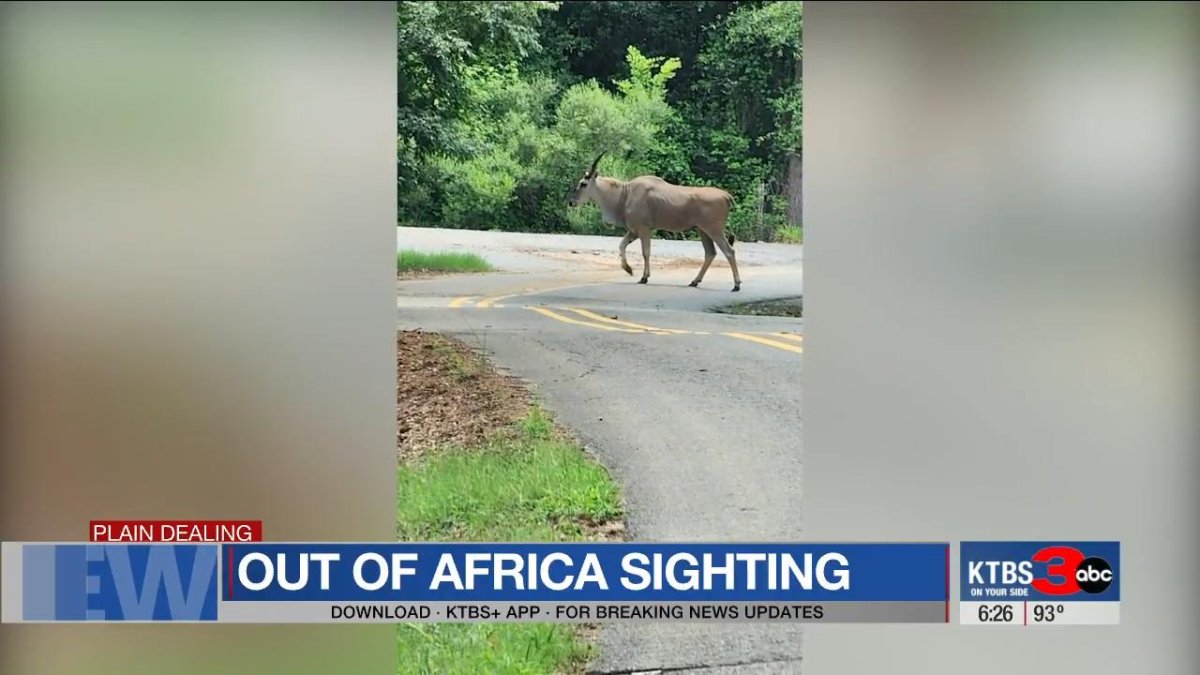 Watch: Loose African antelope's presence in Louisiana a mystery