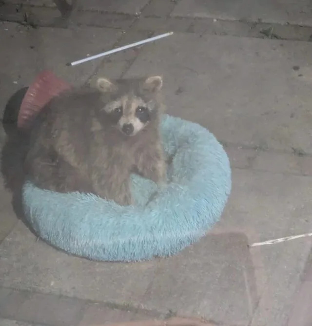 A raccoon sitting in a fluffy blue pet bed on a concrete surface.