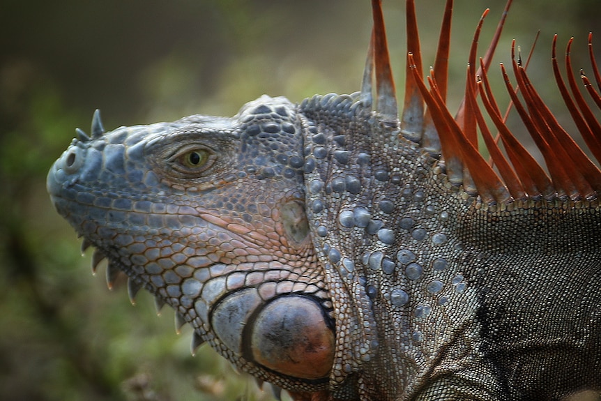 A close up image of an Iguana.