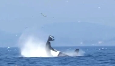 Viral video shows Bigg's orca catapulting a harbor seal high into the air off Victoria
