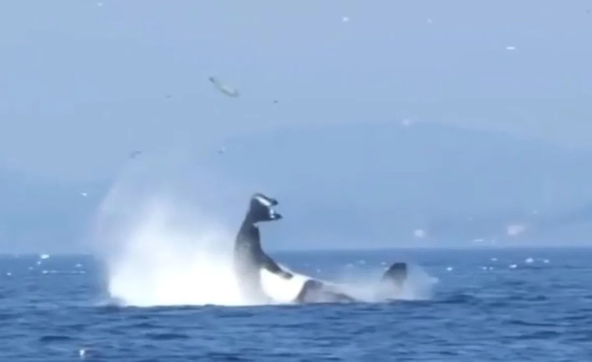 Viral video shows Bigg's orca catapulting a harbor seal high into the air off Victoria