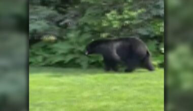 Black bear, believed to be looking for its mom, spotted again in Edina neighborhood