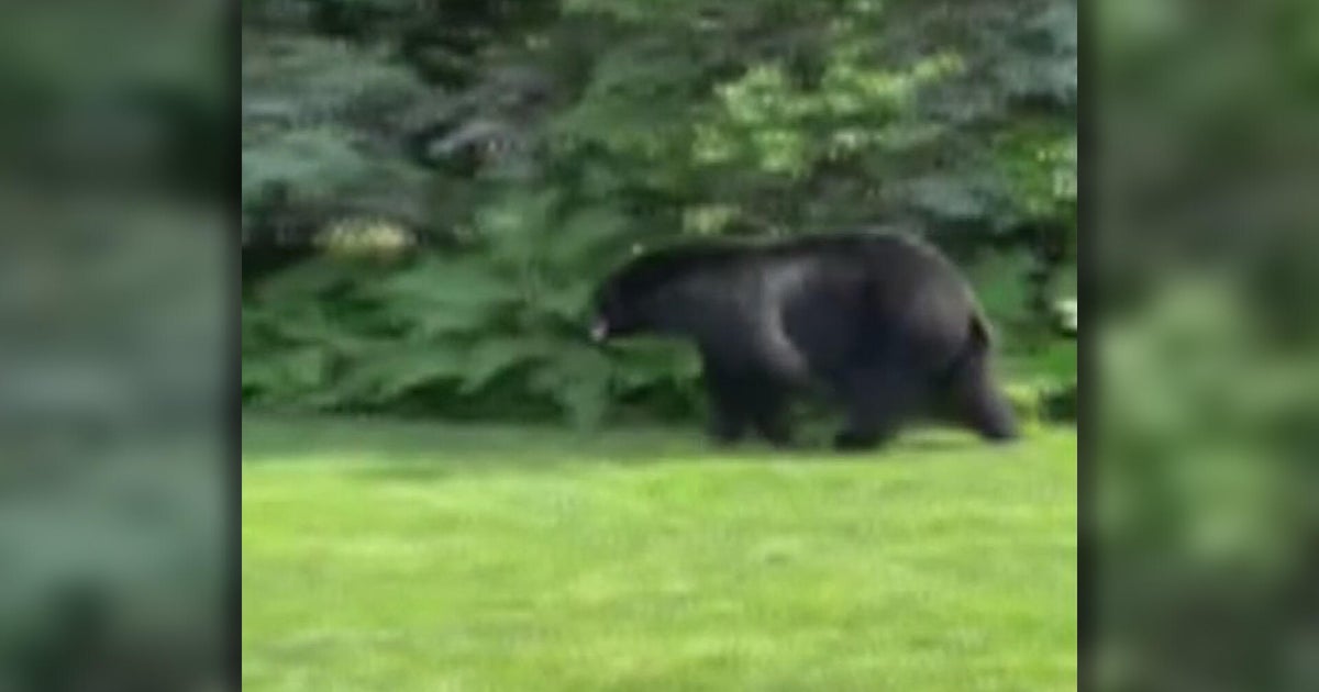 edina-bear-lee-bottem.jpg