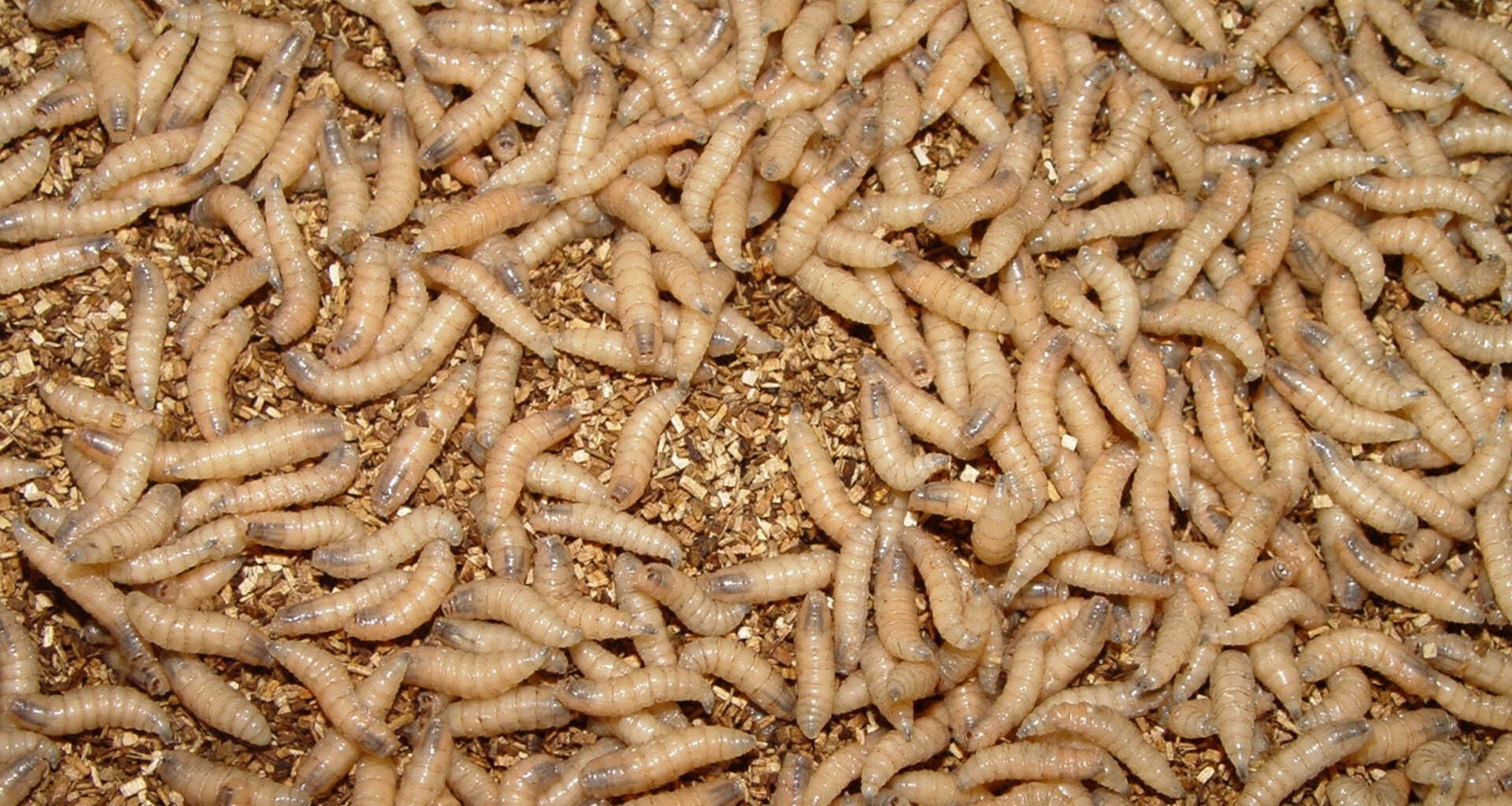 Screwworm Gains Toehold the United States