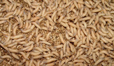Screwworm Gains Toehold the United States