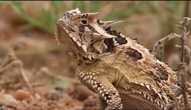 They were found everywhere. Then, the Texas Horned Lizards started disappearing