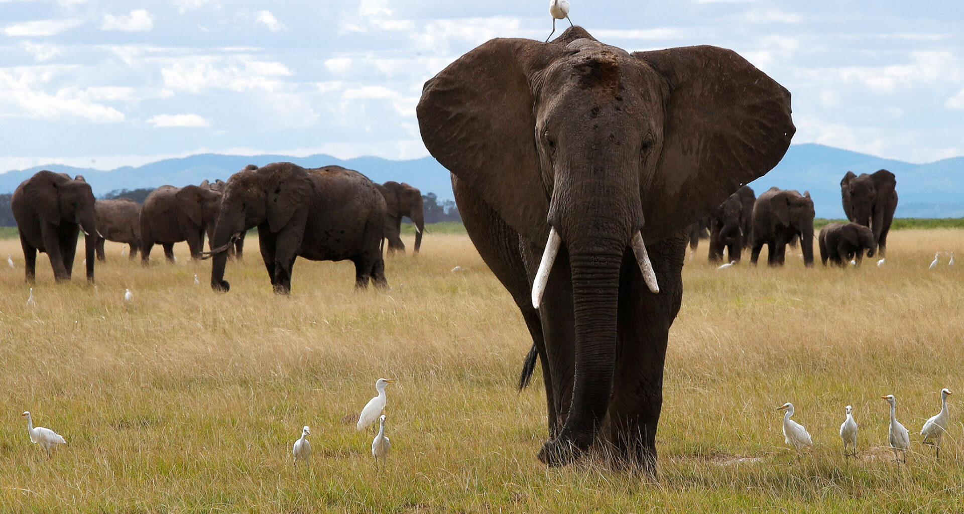 Another ‘Elephants Are Persons’ Lawsuit Goes to a State Supreme Court - National Review