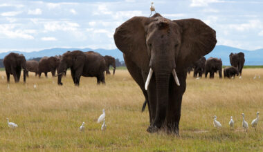 Another ‘Elephants Are Persons’ Lawsuit Goes to a State Supreme Court - National Review