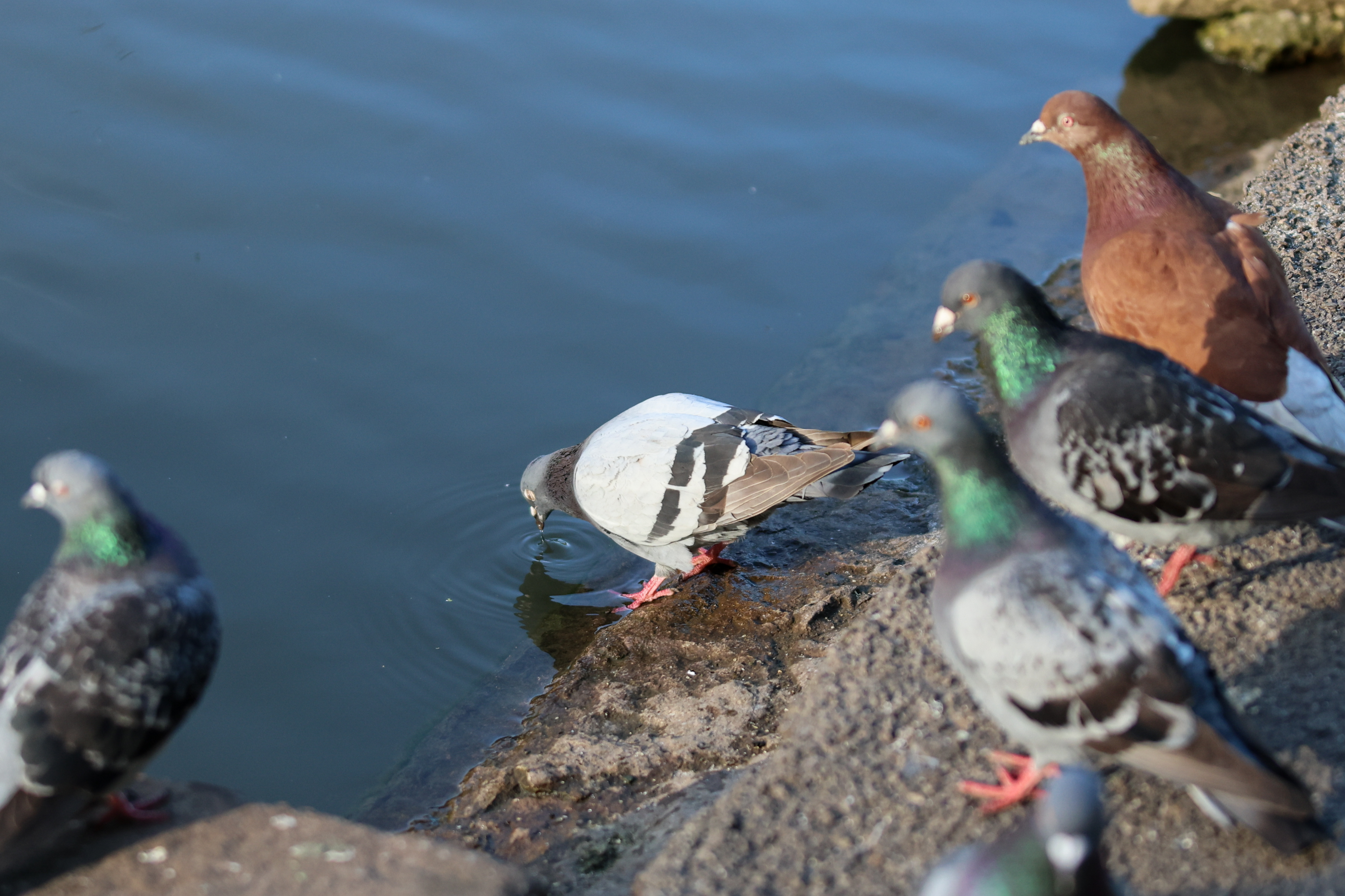 A photo of a bird taken on a Canon EOS R6 Mark III