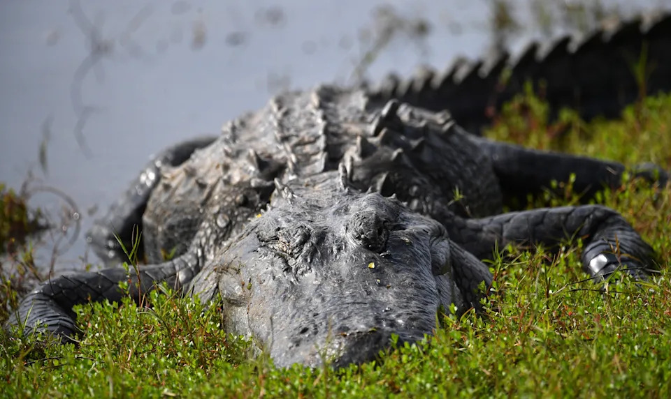 A large alligator rests along the shore at Deep Hole, a 131-foot sink hole at the south end of Lower Myakka Lake at Myakka River State Park. The area is designated as a wilderness preserve and is limited to just 30 visitors per day.