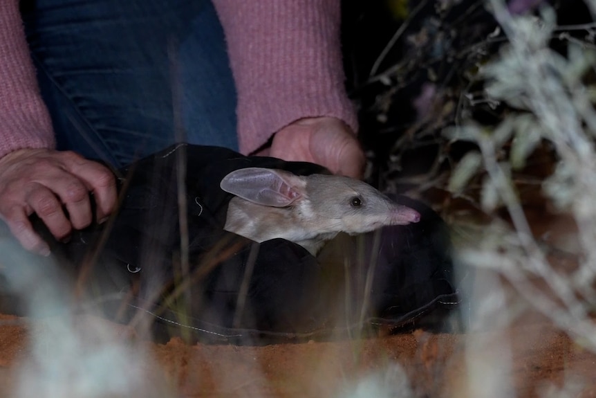 A bilbly sticks it's head out of a sack as it's released in outback NSW.