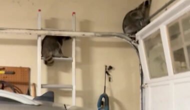 Homeowner captures hilarious photo of 2 raccoons hiding in plain sight