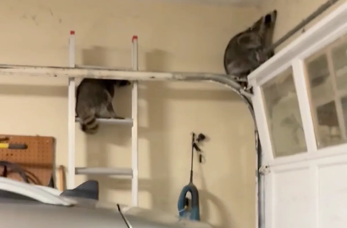 Homeowner captures hilarious photo of 2 raccoons hiding in plain sight