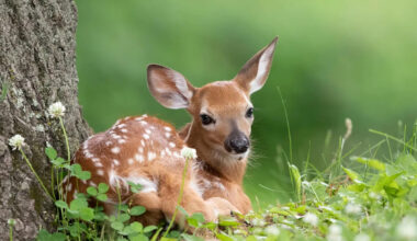Scared Baby Deer Was Stuck in the Middle of a Busy Highway Until Strangers Stepped In