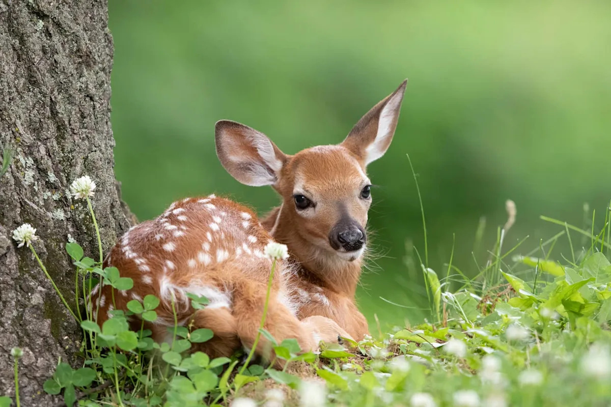Scared Baby Deer Was Stuck in the Middle of a Busy Highway Until Strangers Stepped In