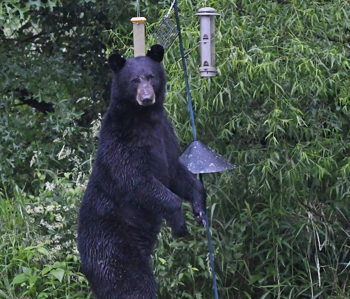 Black bears sightings reported around Ohio. See map, stay safe
