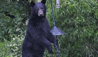Black bears sightings reported around Ohio. See map, stay safe