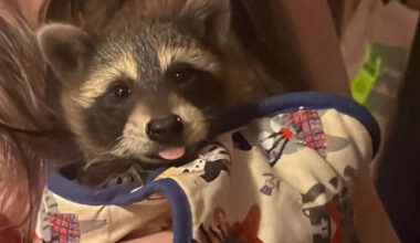 Baby raccoons end up inside a house, and a rehabber uses scent to get their mom to move them