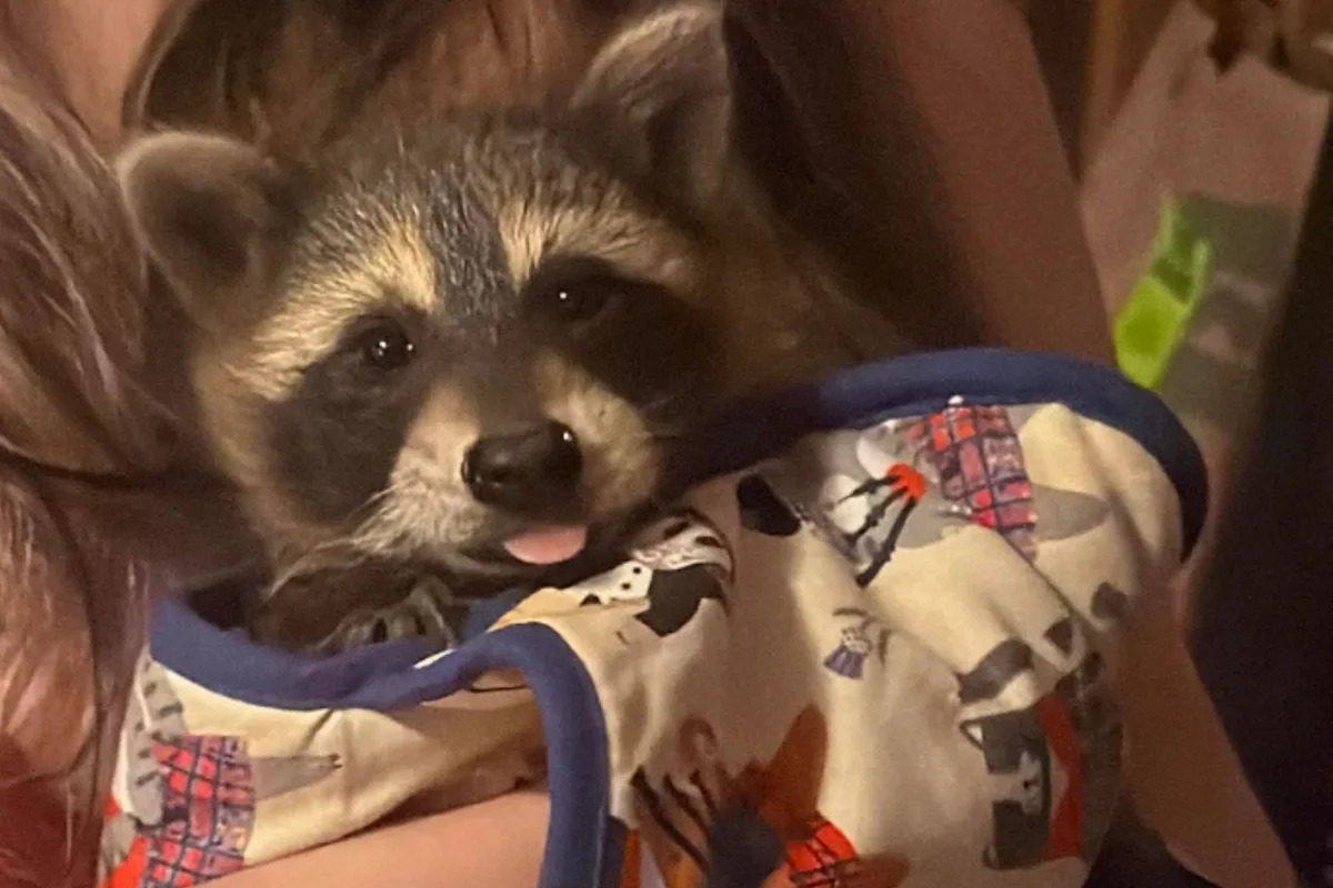 Baby raccoons end up inside a house, and a rehabber uses scent to get their mom to move them