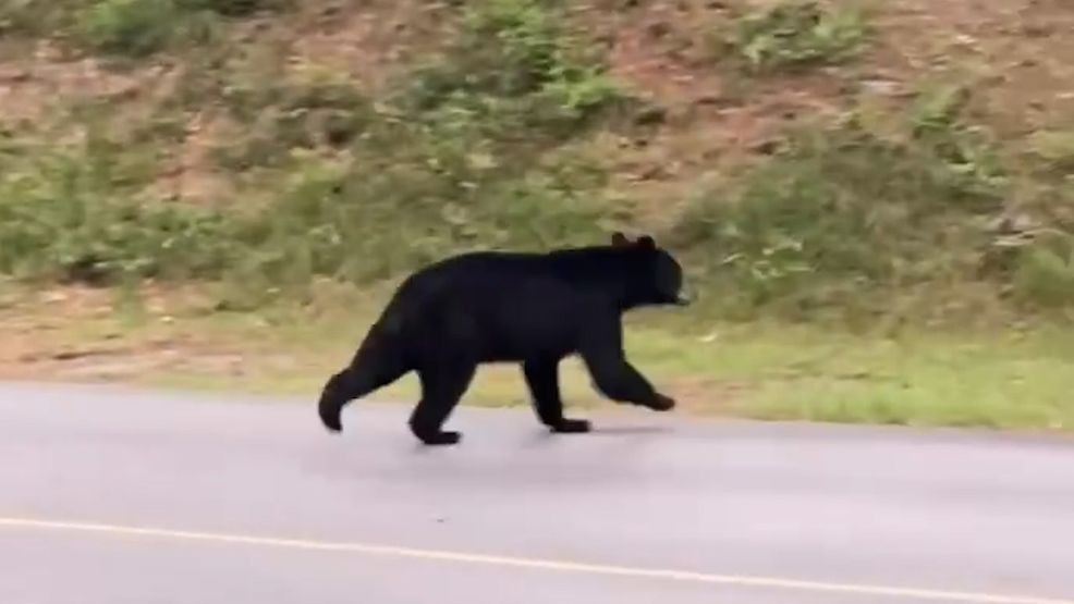 Black bear spotted in Pine Knoll Shores. (Photo courtesy: James Jones)
